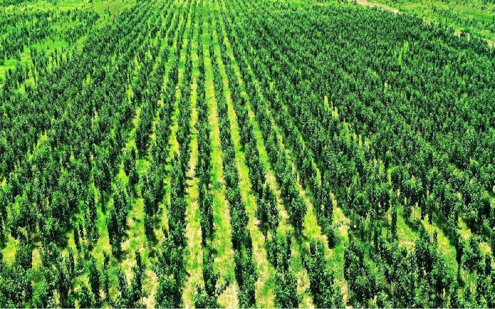 杜仲产业生态园项目